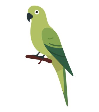 Beyaz üzerine çok renkli papağan.