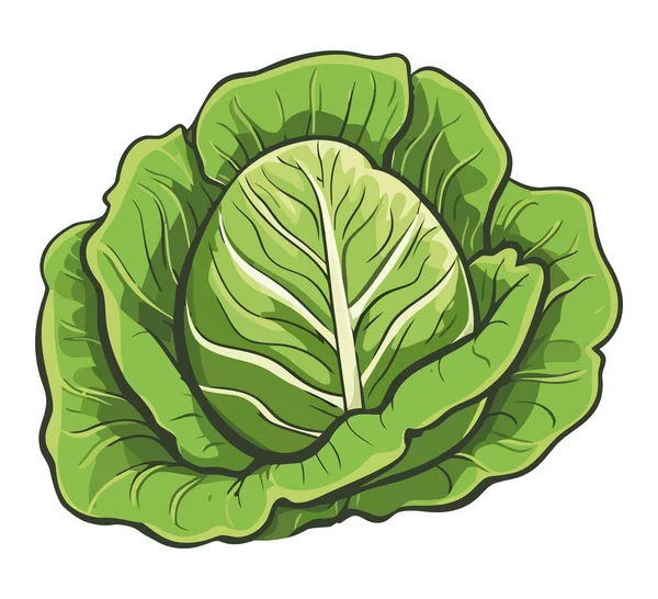 Frisches Salatdesign Über Weiß — Stockvektor
