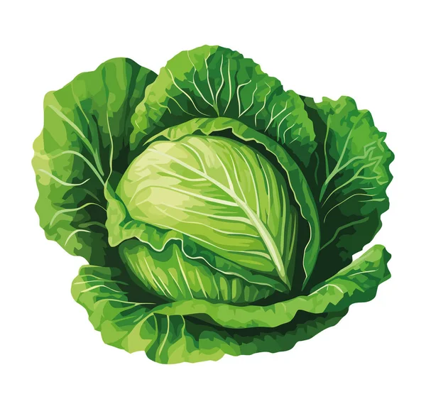 Frischer Bio Salat Über Weißem — Stockvektor