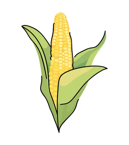 Wektor Wzornictwa Kukurydzy Gospodarstwie Izolowany — Wektor stockowy