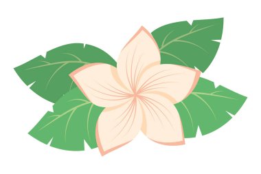 plumeria çiçeği ve yaprak çizimi