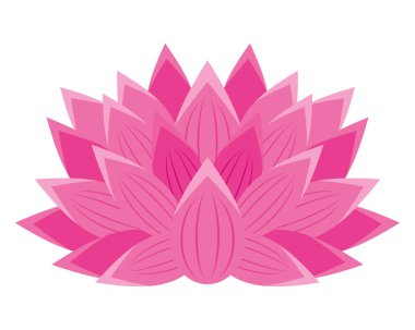 Pembe nilüfer çiçeği izole tasarımı