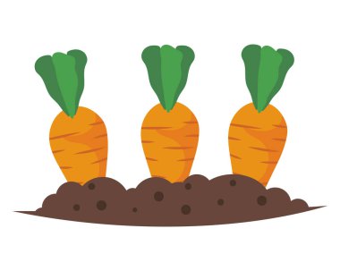 Bitkisel havuç yetiştirme izole büyüyen