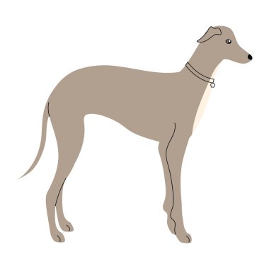 Tazı köpek hayvan simgesi izole edildi