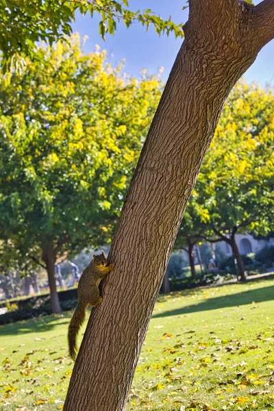 Αστείος Σκίουρος Στον Κορμό Του Δέντρου Στο Σαν Χοσέ Καλιφόρνια — Φωτογραφία Αρχείου
