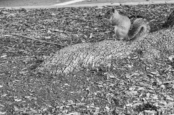 Γκρι Σκίουρος Στο Δέντρο Ένα Καρύδι Στα Χέρια — Φωτογραφία Αρχείου
