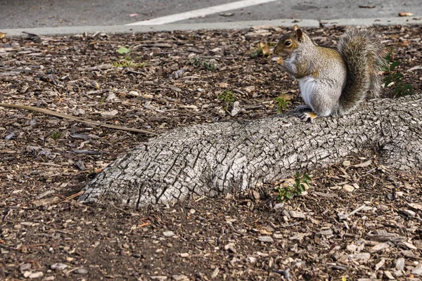 Γκρι Σκίουρος Στο Δέντρο Ένα Καρύδι Στα Χέρια — Φωτογραφία Αρχείου