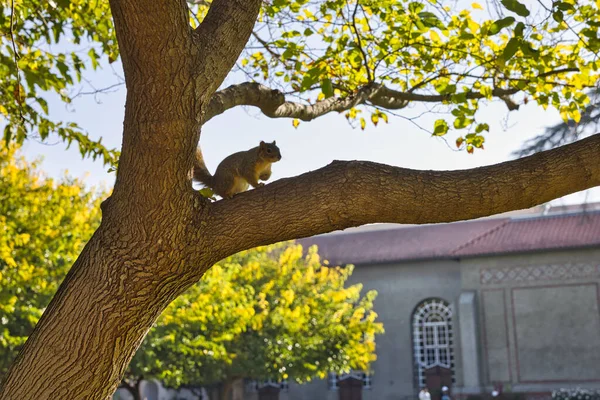 Ground Squirrel Tree San Jose California Usa — Stock Photo, Image