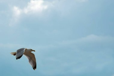 Uçan Martı, mavi gökyüzü, süzülen, beyaz, mavi. Kıyı, sahil kıyısı, Kuş, beyaz