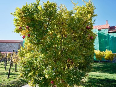 Olgun meyveli küçük haki ağacı