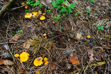 Ormanın zemininde bir sürü iğneli taze sarı chanterelles