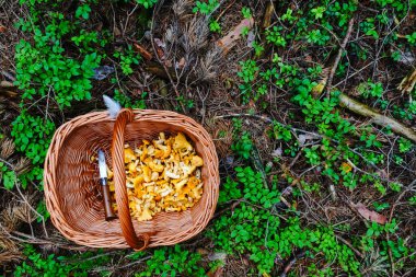 Bıçaklı mantar sepeti ve bir sürü taze sarı chanterelles.