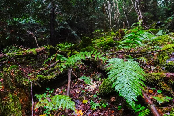 Зеленый Папоротник Между Скалами Ветвями Лесу Осенью — стоковое фото