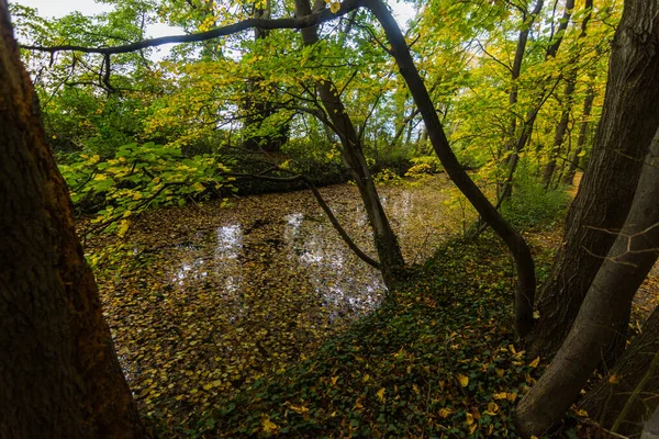 Muitas Folhas Coloridas Superfície Riacho Uma Floresta Durante Caminhada Outono — Fotografia de Stock