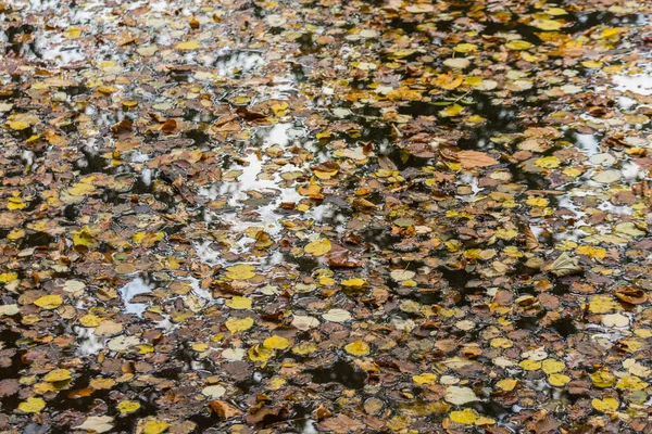 Viele Bunte Blätter Bach Beim Herbstspaziergang — Stockfoto