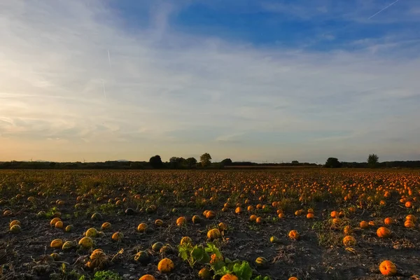 Muitas Abóboras Campo Durante Pôr Sol Outono — Fotografia de Stock