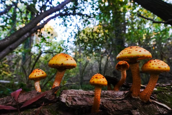 many yellow mushrooms on a old tree in autumn forest