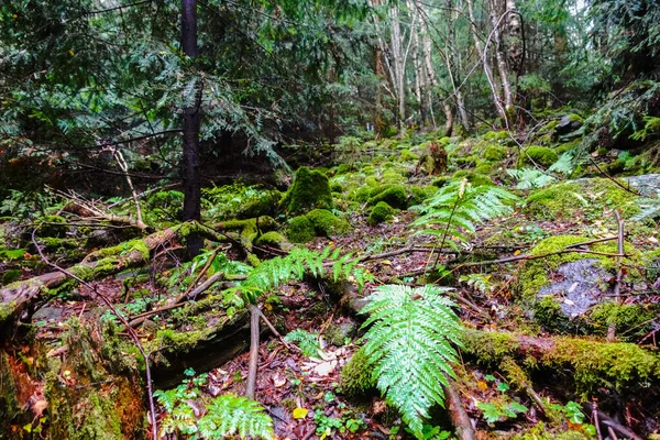 Чудовий Природний Ліс Папоротяними Скелями Мохом — стокове фото