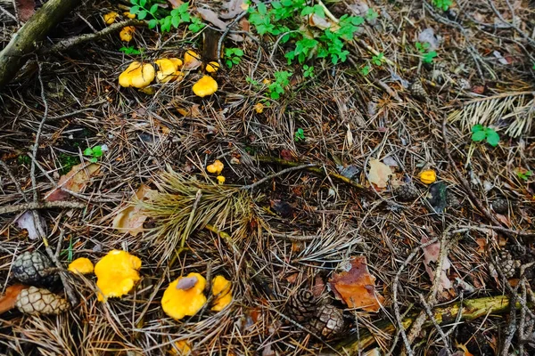 Chanterelles Kuning Segar Lantai Hutan Dengan Banyak Jarum Stok Gambar Bebas Royalti