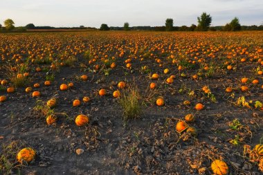 Sonbaharda günbatımında cadılar bayramı için tarlada binlerce portakal kabağı