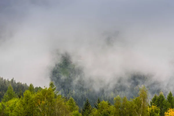 Дерева Густим Білим Туманом Під Час Прогулянки Природі — стокове фото