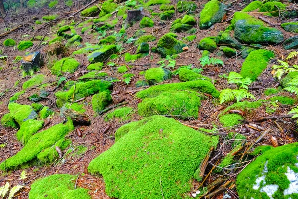 Прекрасный Свежий Зеленый Мох Скалах Лесу — стоковое фото