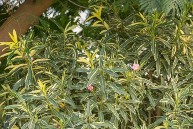 Tatilde bir tatil köyünde, kumsalda çiçek açan bir çalılık.
