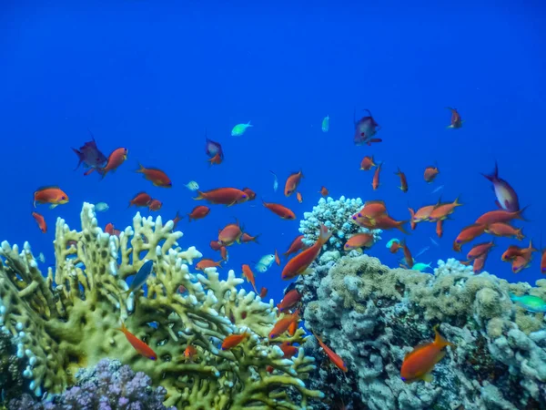 amazing deep blue water with colorful fishes over corals while diving in egypt detail view