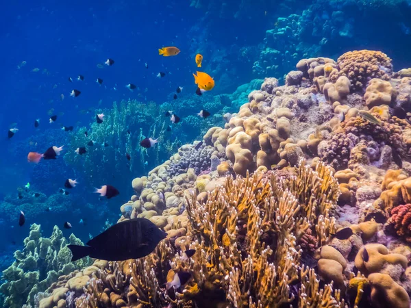 不同的五彩斑斓的鱼在海中盘旋 掠过令人惊奇的珊瑚 — 图库照片