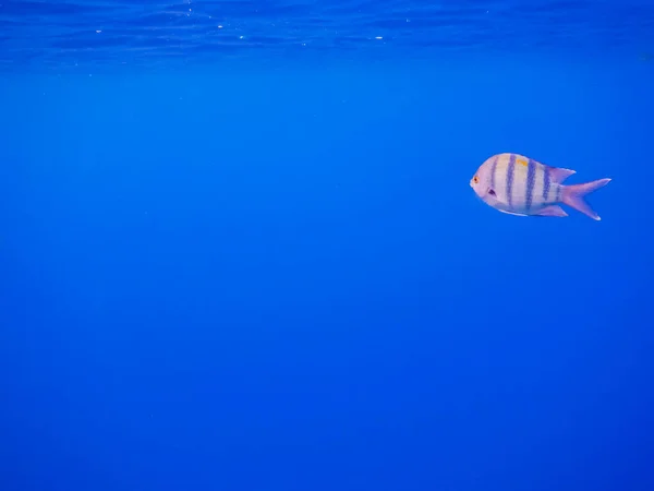 Einzelner Indopazifischer Feldwebel Fisch Blauem Wasser Ägypten — Stockfoto
