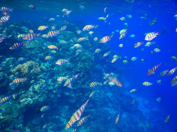 Huge School Indopazific Sergeant Fishs Coral Reef Egypt — Stock Photo, Image