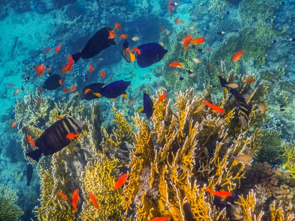 Muchos Peces Colores Diferentes Entre Los Corales Mar Mientras Bucea — Foto de Stock