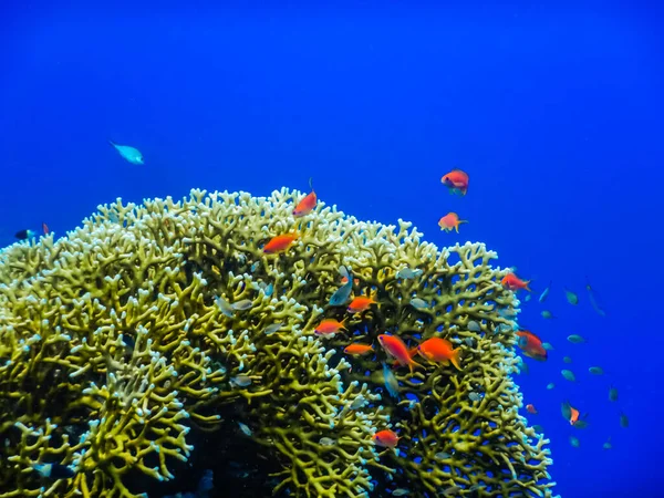 Pequenos Peixes Vermelhos Corais Amarelos Com Água Azul Profunda Enquanto — Fotografia de Stock