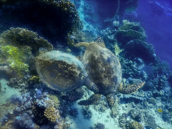 Две Зеленые Черепахи Играют Над Морским Дном Красном Море Египет — стоковое фото