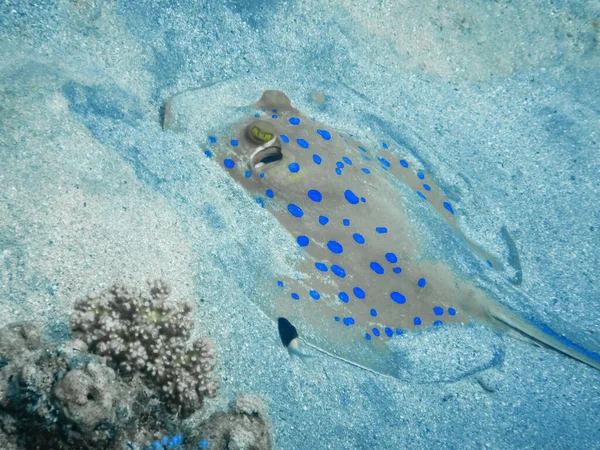 Blue Spotted Stingray Sandy Seabed Detail View — Stock Photo, Image
