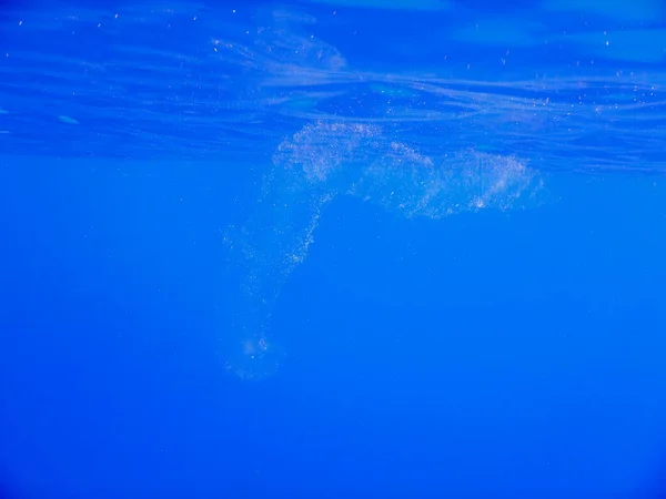 Пустой Сцепление Яиц Алмазного Кальмара Голубой Воде Египта — стоковое фото