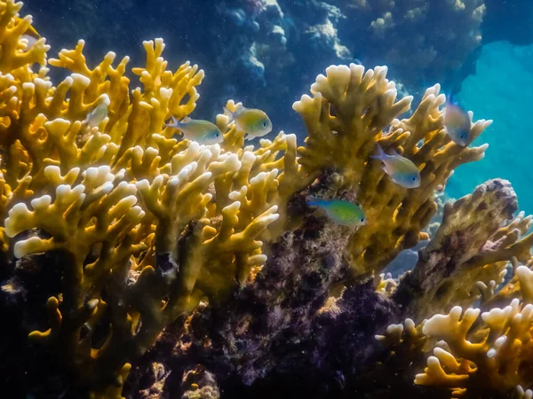 埃及的黄珊瑚附近的小鱼 — 图库照片