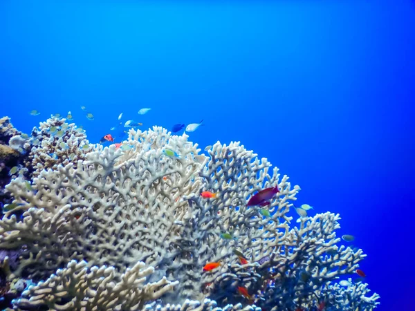 在蓝水里有许多不同颜色的小鱼的脆弱珊瑚 — 图库照片