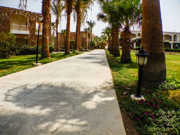 Long Path Palm Trees Houses Vacation Egypt — Stock Photo, Image