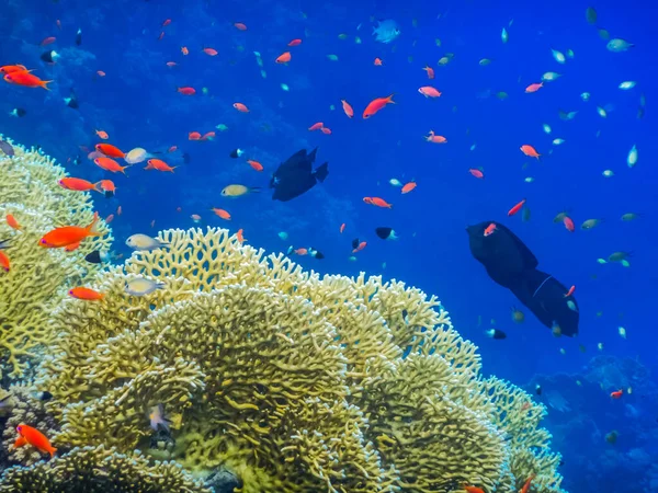 Molti Pesci Diversi Coralli Gialli Acqua Azzurra Vacanza Egiziano — Foto Stock