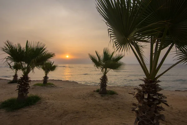 许多小棕榈树在日出时分在埃及的海滩上 — 图库照片