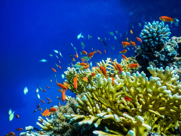 在蓝色海水中的珊瑚附近 有许多五彩斑斓的鱼潜水 — 图库照片