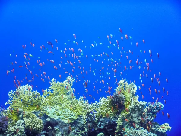 Thousand Different Colorful Fishes Corals Blue Sea Egypt — Stock Photo, Image