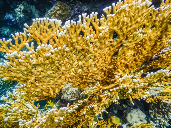 yellow corals in the red sea detail view