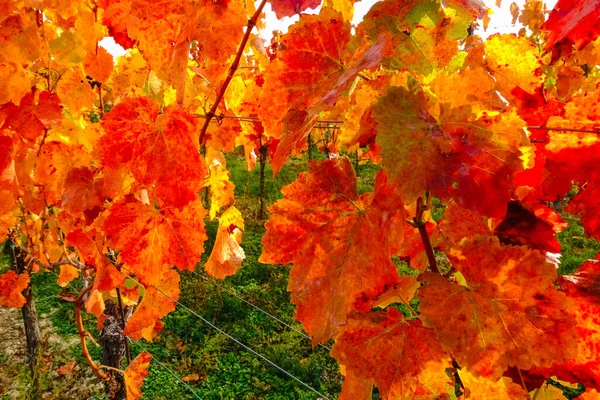 Farbenfrohe Blätter Von Weinbergen Herbst Detailansicht — Stockfoto