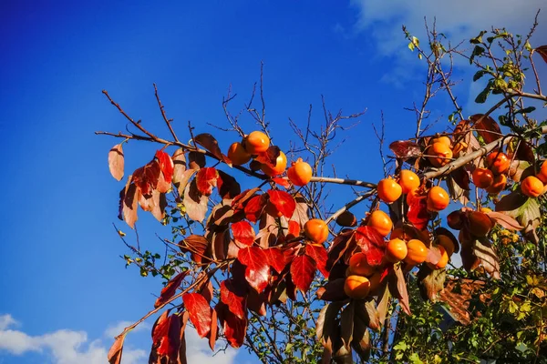 Fruta Cáqui Laranja Saborosa Arbusto Jardim Com Céu Azul Outono — Fotografia de Stock