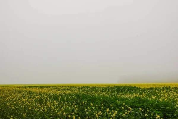 Prachtig Groen Geel Veld Met Dichte Witte Mist Herfst — Stockfoto