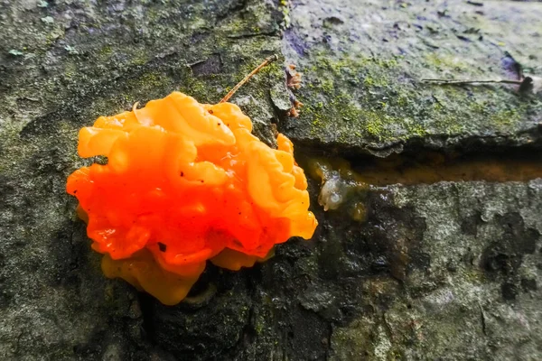 Kleiner Orangeroter Pilz Auf Einem Baumstamm Winter — Stockfoto
