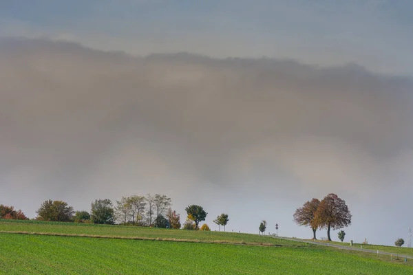 single trees with green fields and a huge wall of white fog over the ground detail view