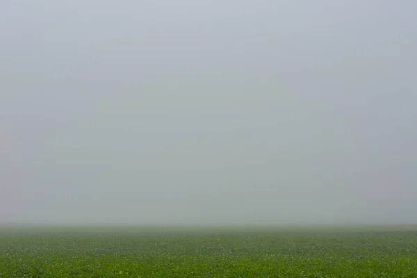 Dichter Grauer Nebel Über Einer Grünen Wiese Der Natur Herbst — Stockfoto